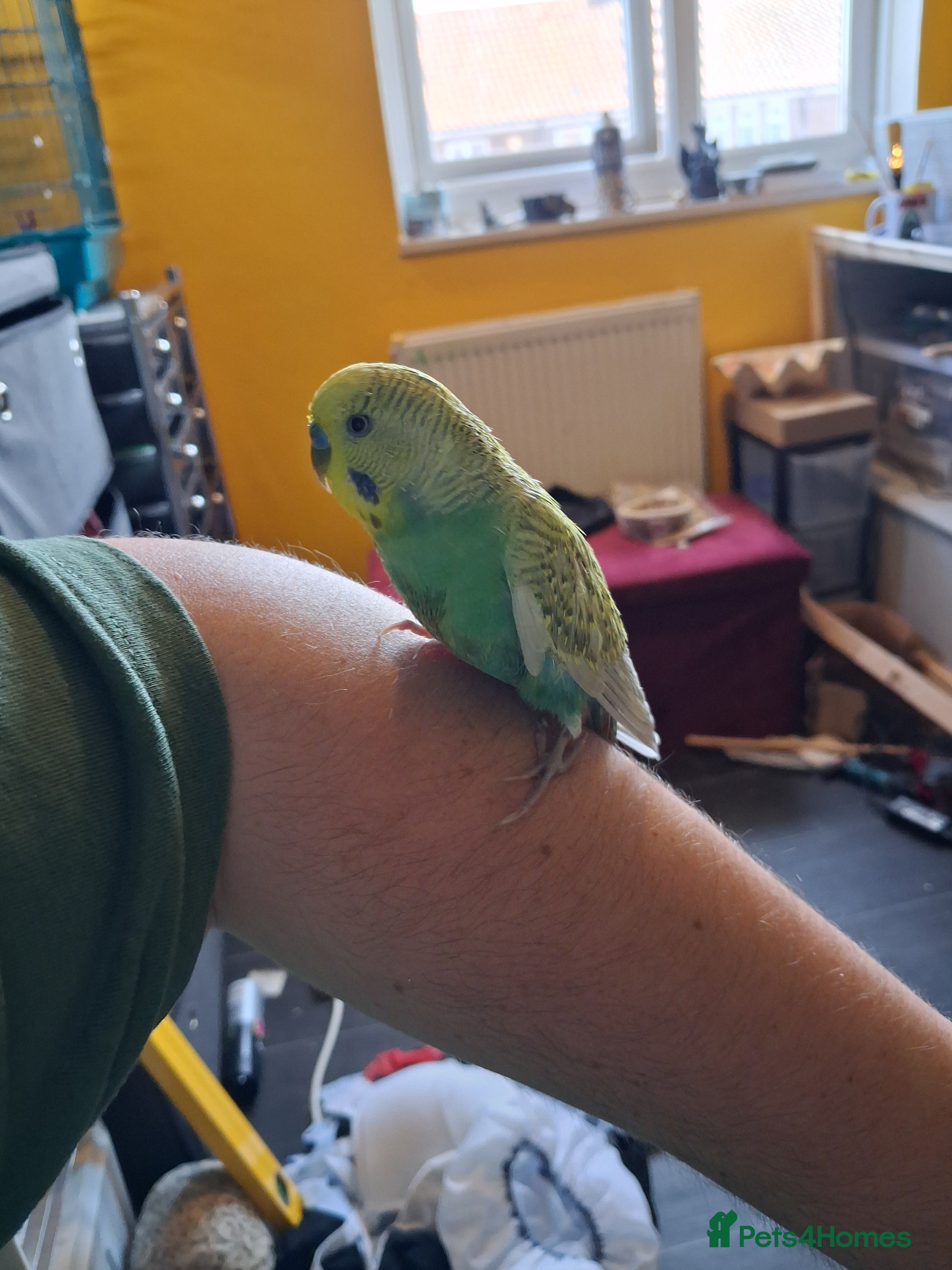 Budgerigars birds Budgie for sale  - Advert 4