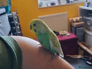 Budgerigars birds Budgie for sale - Advert 4