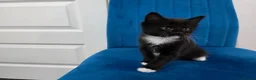 Mixed Breed cats for sale: Kittens for sale  in Reading - Advert 9