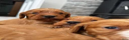 Cocker Spaniel dogs for sale: Outstanding Boys - Advert 8