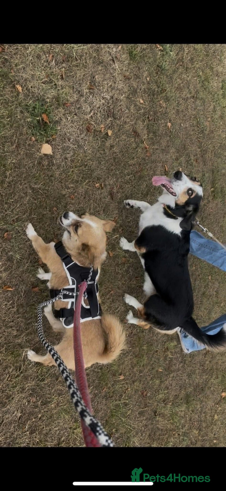 Mixed Breed dogs for adoption: TORRA - FOR ADOPTION  - Advert 2