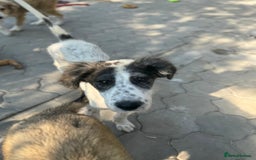 Mixed Breed dogs for adoption: ODIN, a superb young boy - for a Loving Home - Image 18