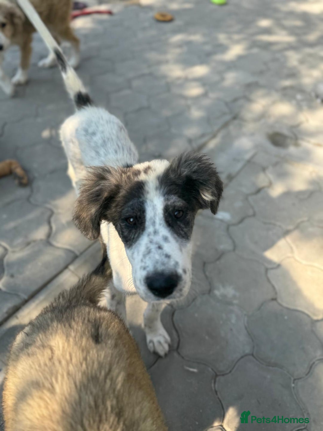 Mixed Breed dogs for adoption: ODIN, a superb young boy - for a Loving Home - Image 18