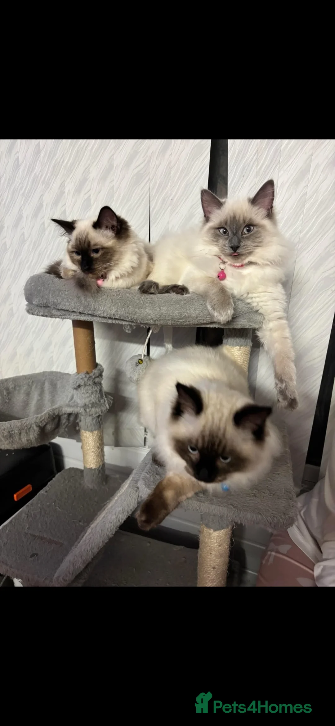 Ragdoll cats for sale: 🩵 3 Male Ragdoll Kittens 🩵 - Advert 1