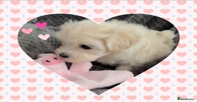 Maltipoo dogs - Advert 2