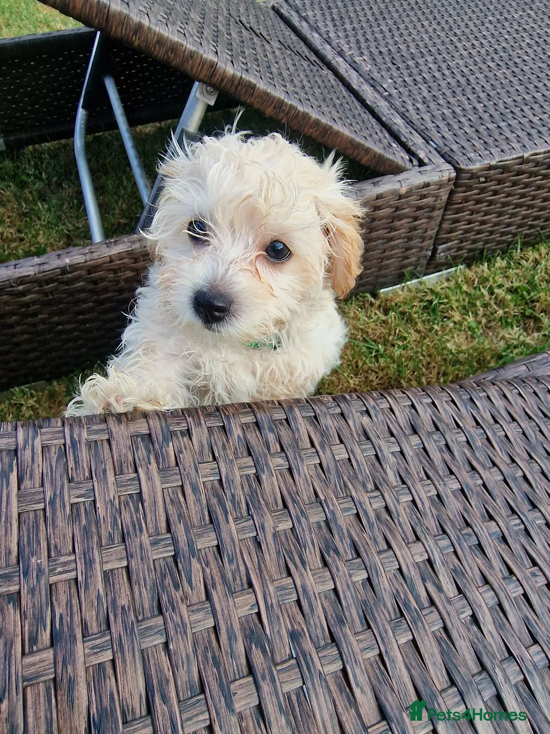 Mixed Breed dogs for sale: Maltipoo puppy in Yarm - Advert 1