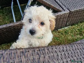 Mixed Breed dogs Maltipoo puppy - Advert 1