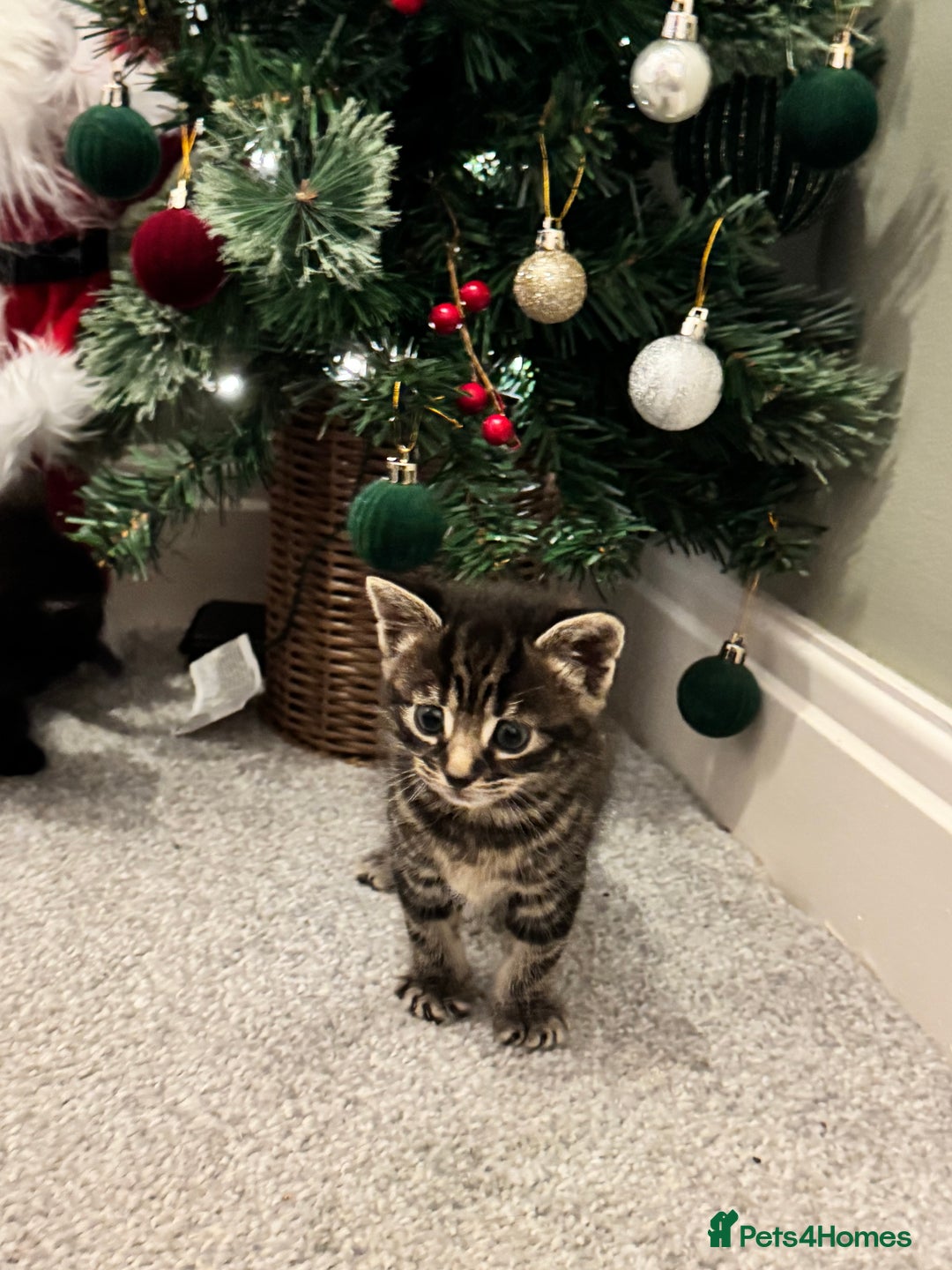 Mixed Breed cats for sale: Gorgeous Kittens ready to go in 2 weeks - Advert 19