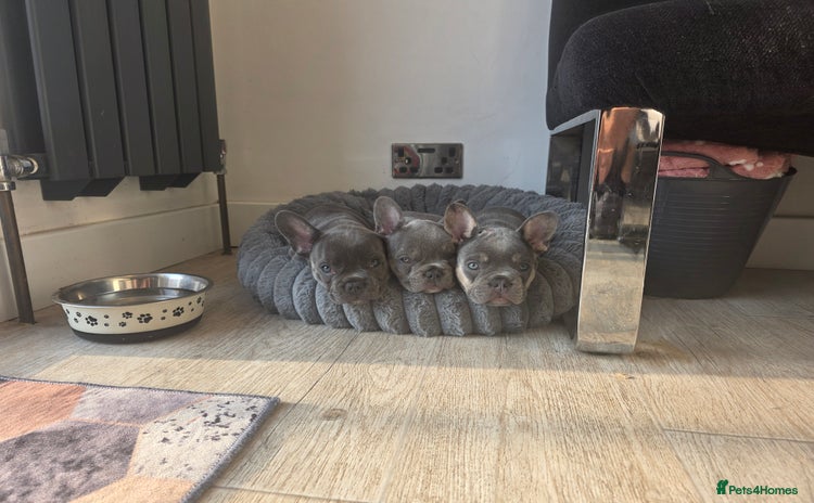 French Bulldog dogs - Advert 17