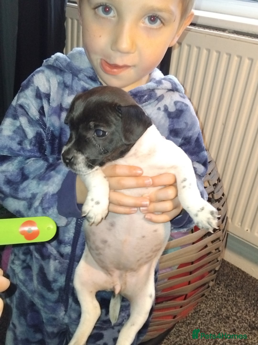 Jack Russell dogs for sale: Jack rusell - Image 5