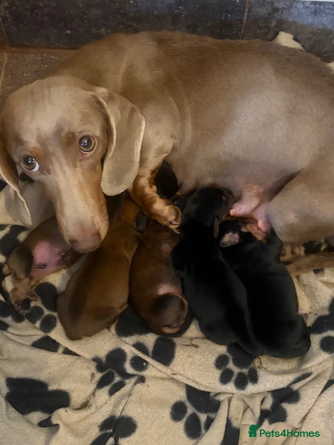 Miniature Dachshund dogs for sale: Miniature dachshund licensed breeder  - Advert 1