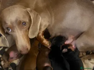 Miniature Dachshund dogs Miniature dachshund licensed breeder - Advert 2
