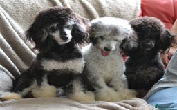 Miniature Poodle dogs for sale: SMALL SIZE MINIATURE PUPPIES RARE COLOUR DNA TEST - Image 19