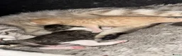 Mixed Breed cats for sale: Absolutely gorgeous BSH x bengal cross kittens - Advert 29