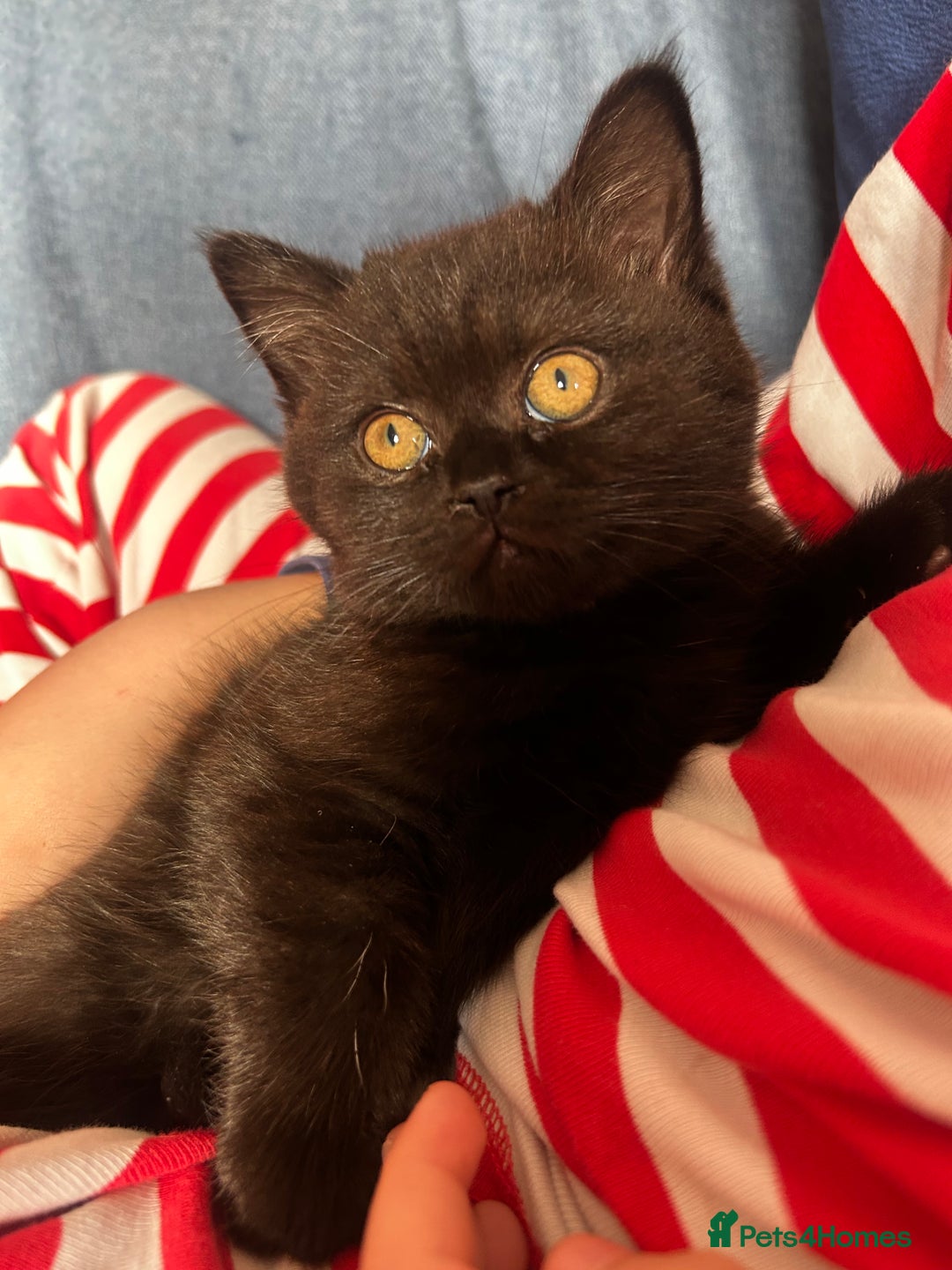 British Shorthair cats for sale: GCCF BSH show quality kittens  - Advert 4