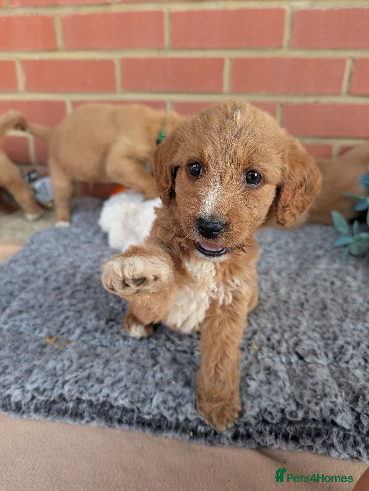 Australian Labradoodle dogs Stunning Red Australian Labradoodle puppies  - Advert 1