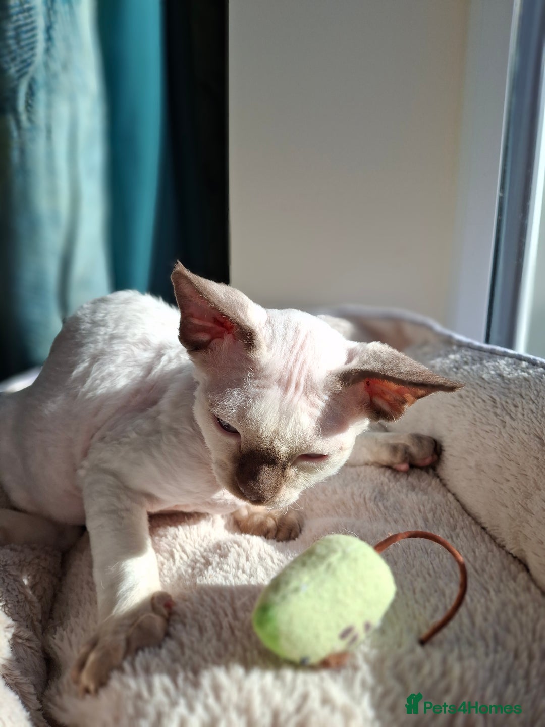 Devon Rex cats for sale: 🐱the boy ready for a change of home!!!  - Image 10