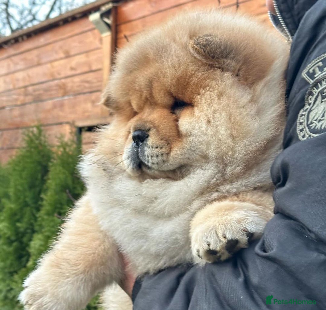 Chow Chow dogs for sale: Kc Registered Chow Chow Pups - Image 3