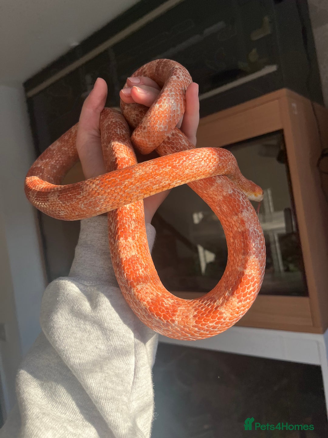 Mixed Breed reptiles for sale:  Lovely corn snake  for rehome - Image 1