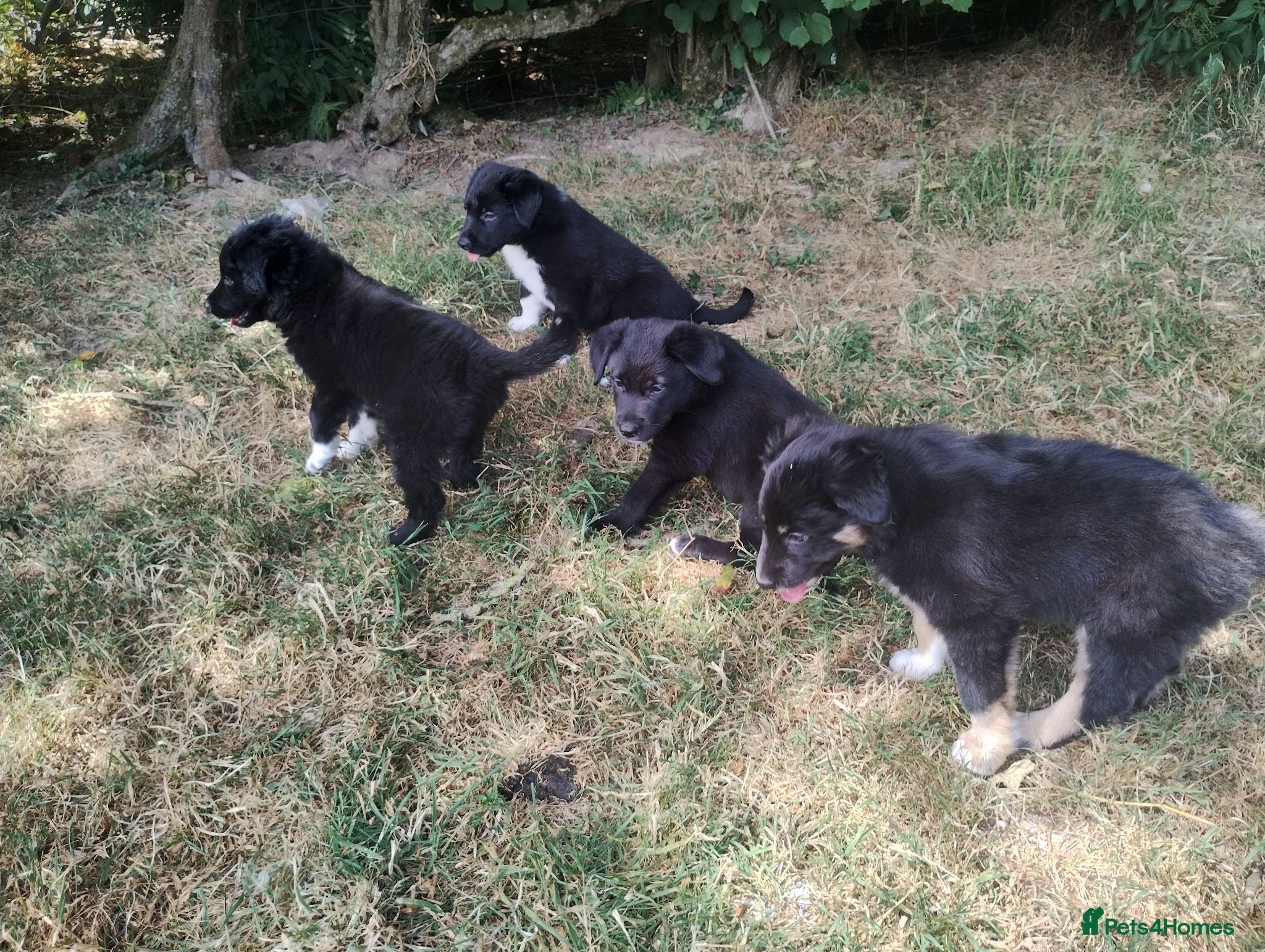 Border Collie dogs Traditional Border Collie Puppies - Advert 3