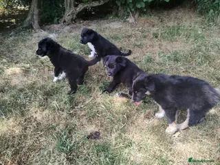 Border Collie dogs Traditional Border Collie Puppies - Advert 3