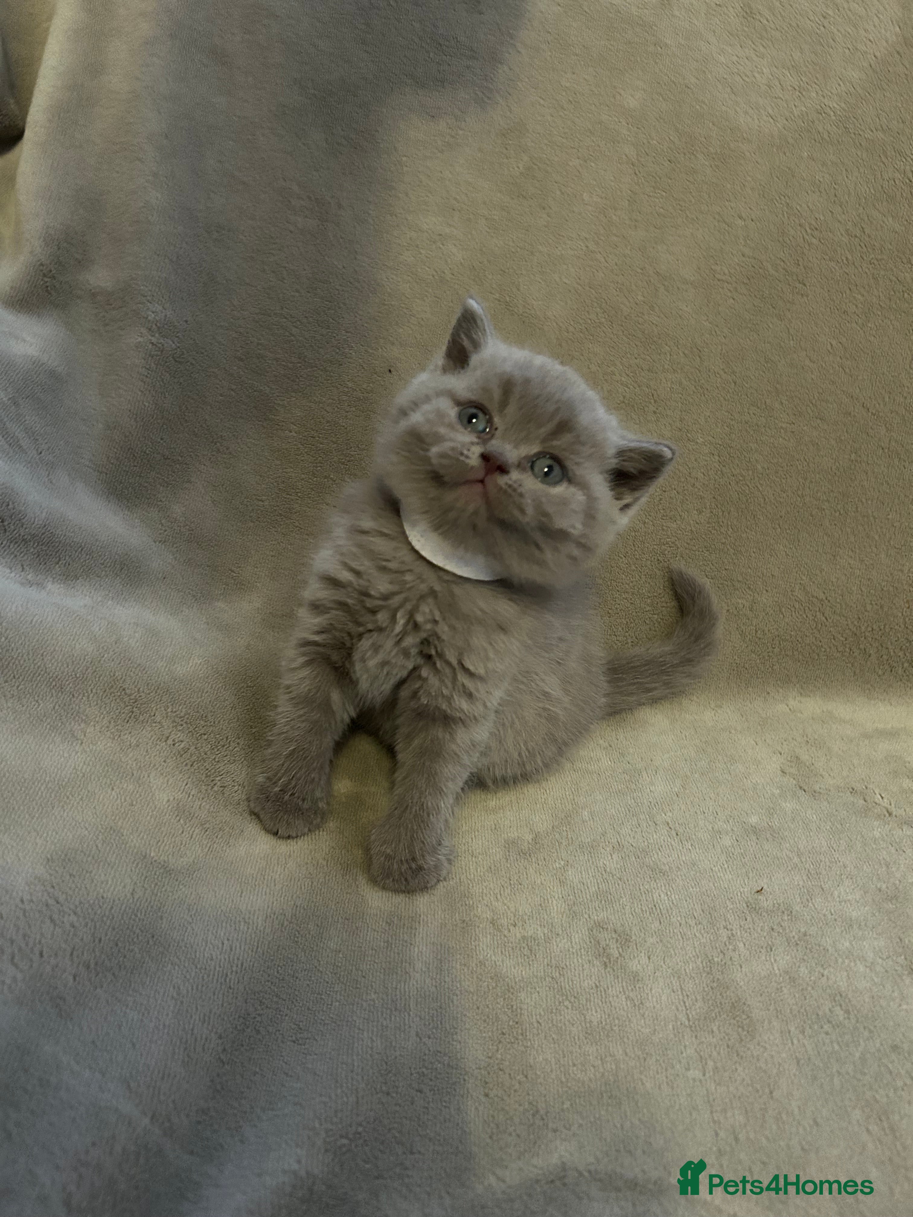 British Shorthair cats Beautiful British shorthair kittens - Advert 5