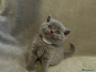 British Shorthair cats Beautiful British shorthair kittens - Advert 5