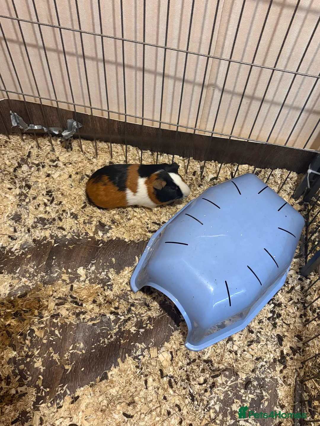 Guinea Pig rodents for sale: 4 male guinea pigs  in Northampton - Advert 2
