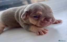 French Bulldog dogs for sale: ONE FEMALE LEFT -gorgeous grey French Bulldogs - Image 8