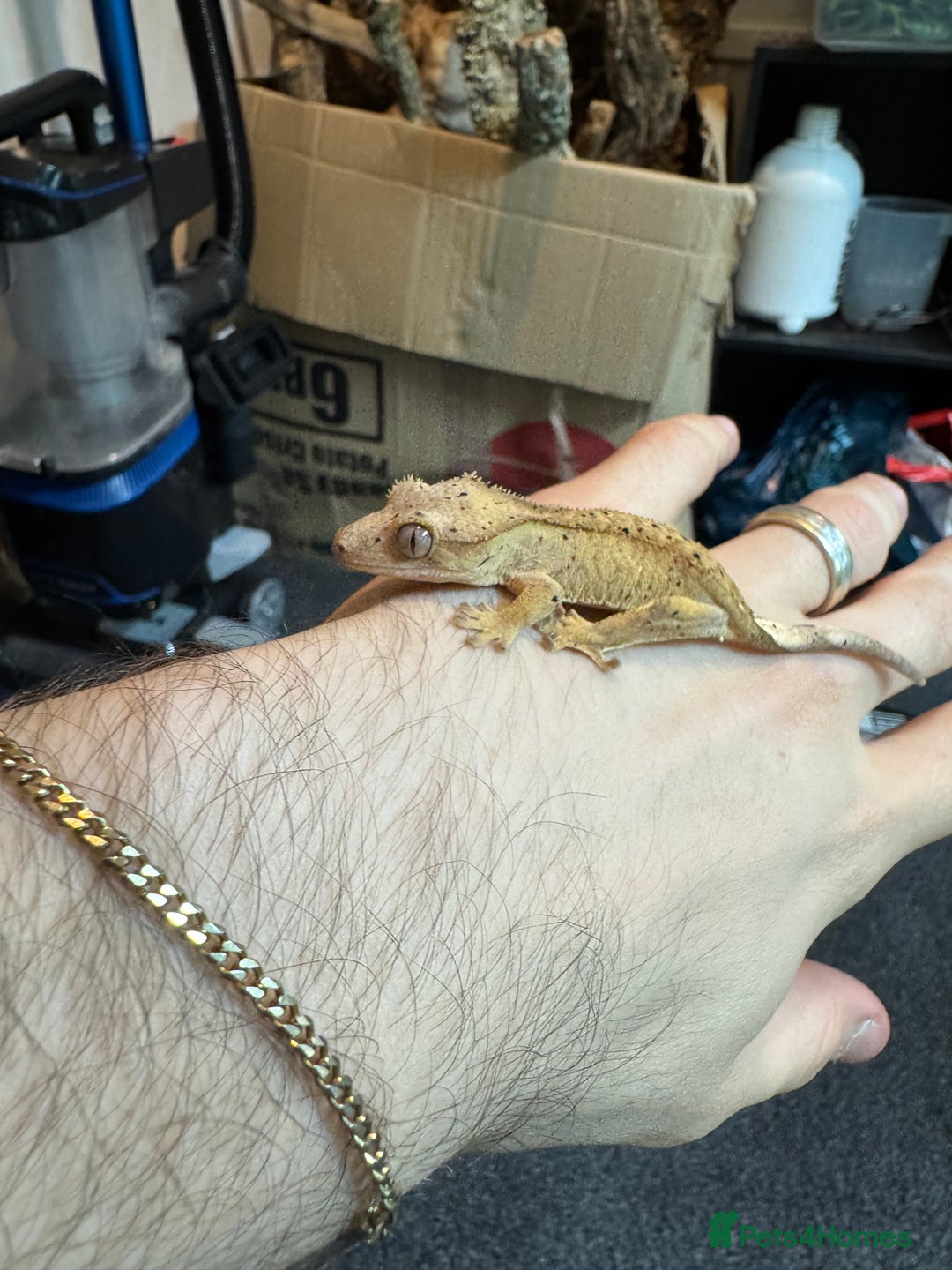 Gecko reptiles for sale: Baby crested geckos for sale  - Advert 9