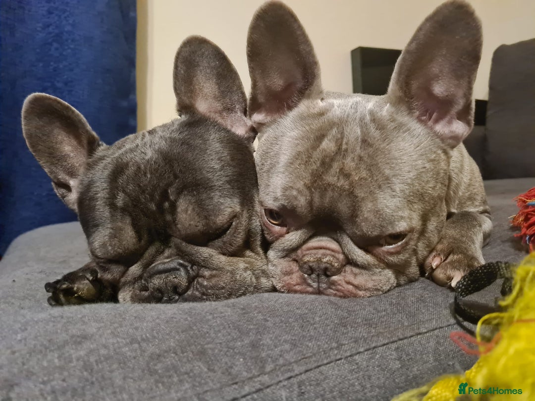 French Bulldog dogs for adoption: ❤️🐶 TILLY & 💙🐶 MARLEY – Two Loving Companions - Advert 2