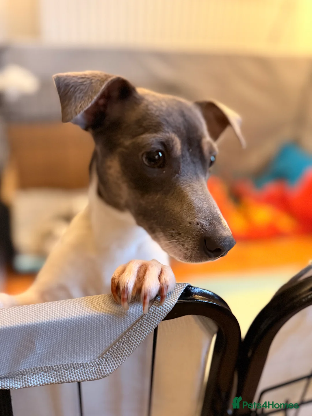 Jack Russell dogs for sale: Jack Russell Pups - Advert 2