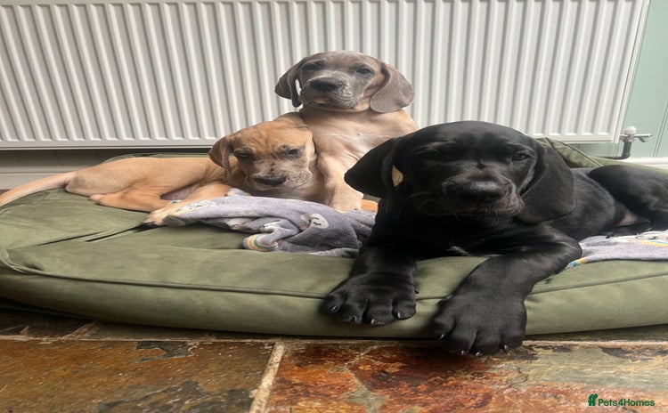 Great Dane dogs Great Dane puppy’s  - Advert 1