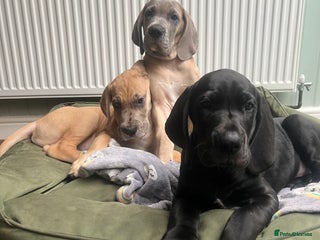 Great Dane dogs Great Dane puppy’s - Advert 7