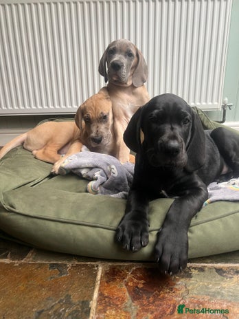 Great Dane dogs Great Dane puppy’s - Advert 10