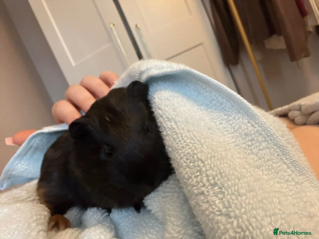 Guinea Pig rodents for sale: male guinea pig for rehoming in Southampton - Advert 2