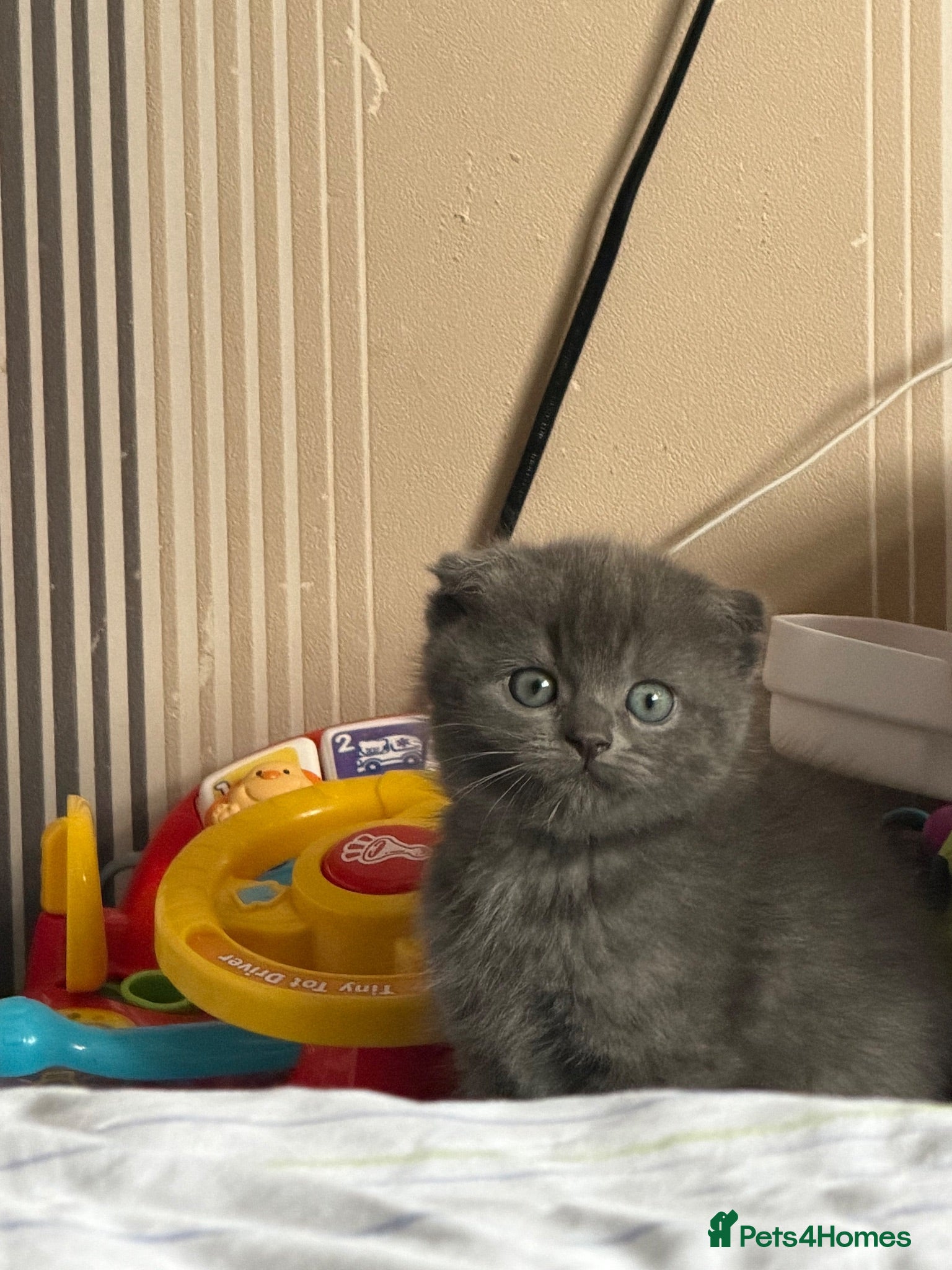Mixed Breed cats ‼️READY‼️BritishShorthair&ScottishFold Kittens - Advert 5