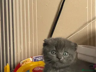 Mixed Breed cats ‼️READY‼️BritishShorthair&ScottishFold Kittens - Advert 5