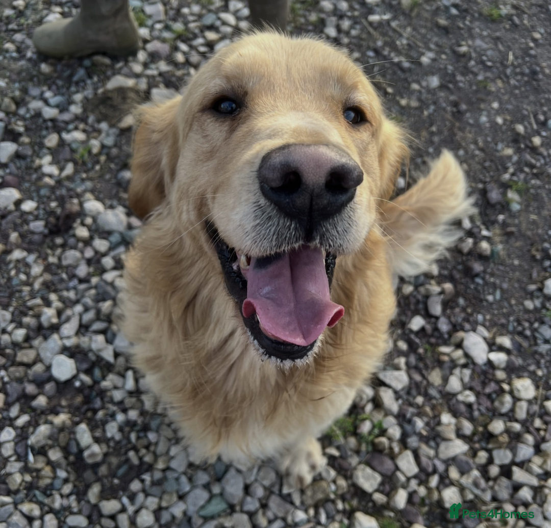 Golden Retriever dogs for sale: Best of Breed Golden Retrievers - Advert 10