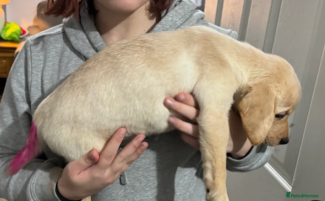 Labrador Retriever dogs for sale: 9 week old Labrador Puppies, - Advert 34