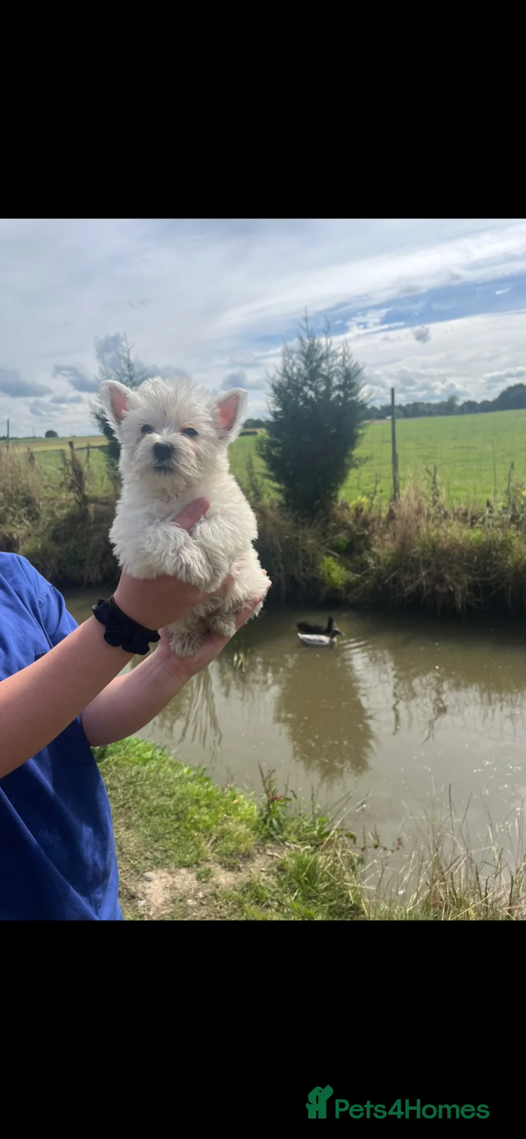 West Highland Terrier dogs for sale: Stunning west highland terrier puppies  - Advert 5