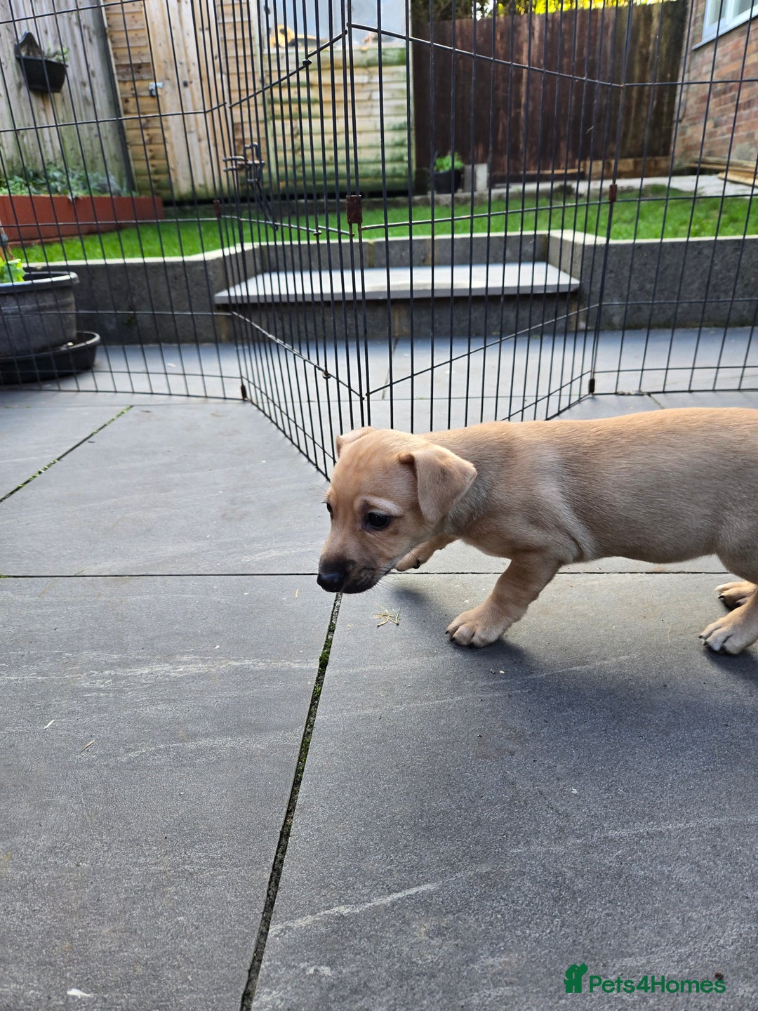 Jack Russell dogs for sale: Jack Russell puppies  - Advert 12