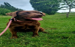 Labrador Retriever dogs for sale: Bundle of Chocolate Joy- Labrador Retrive Puppies - Image 27