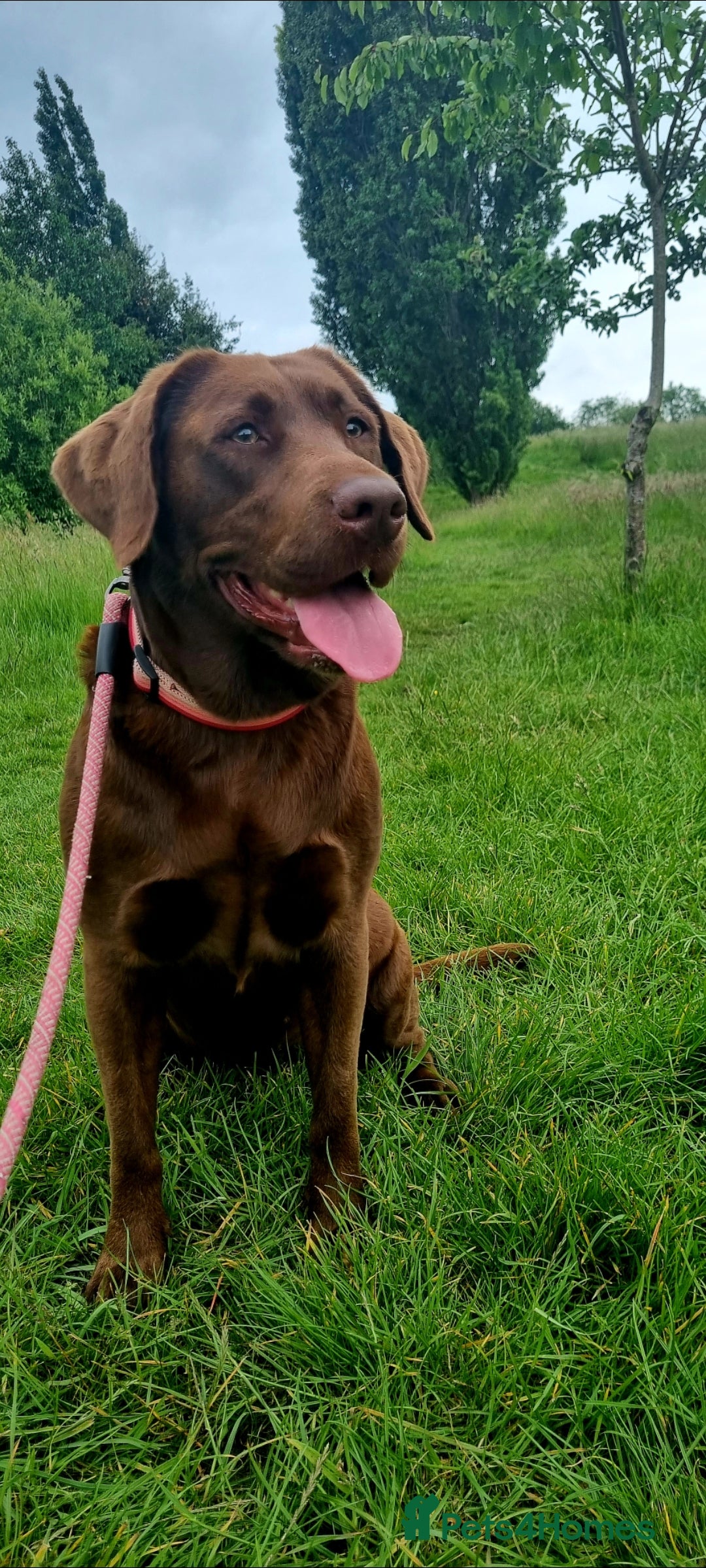 Labrador Retriever dogs for sale: Bundle of Chocolate Joy- Labrador Retrive Puppies - Image 27