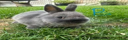 Netherland Dwarf rabbits for sale: Netherland Dwarf Rabbits For Sale  - Advert 9