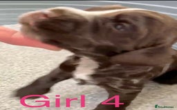 Cocker Spaniel dogs for sale: Kc show extensive health tests beautiful colours - Image 28