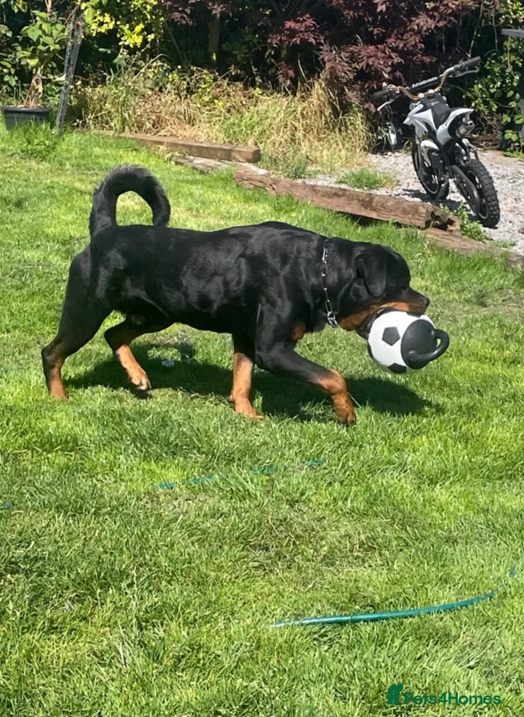 Rottweiler dogs for stud: Proven handsome ADRK KC registered Rottweiler  in Milford Haven - Advert 9