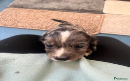 Cocker Spaniel dogs for sale: Working cocker spaniel puppies - Image 18
