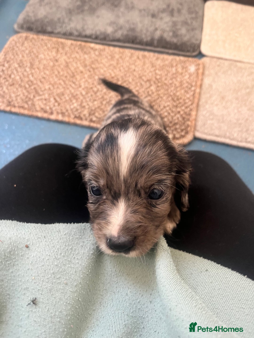 Cocker Spaniel dogs for sale: Working cocker spaniel puppies - Image 18