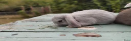 Mixed Breed rabbits for sale: Mixed breed £70 each - Advert 31